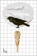 Raven & Skull Silicone Mold — Gothic Crow & Bird Skull by FPC Sugarcraft